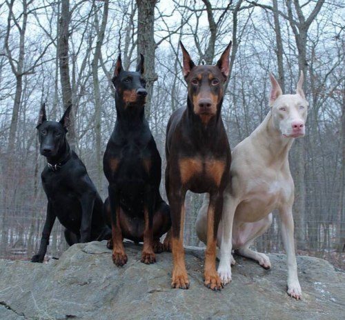 megvnmvrie:  wow so beautiful xo   ALL THE DOBES