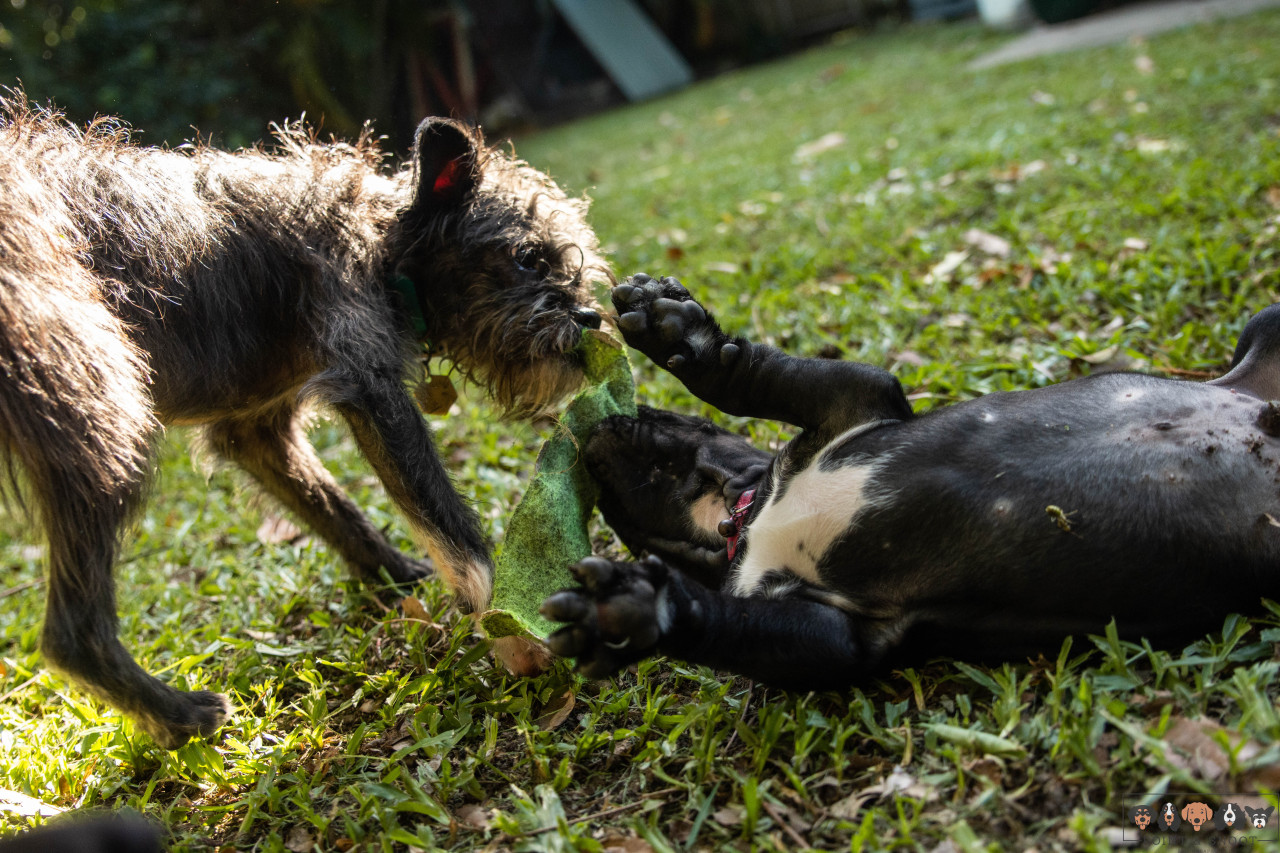 she stole this bit of felt off the defenceless puppy, and looked completely gutted when i called her out on it 