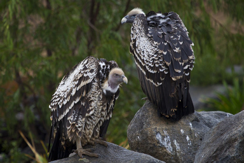 sdzsafaripark:  9 Scary Animals You Shouldn’t Be Afraid Of Read more… 