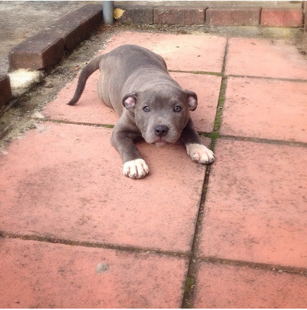 buzzfeed:  Here are all the dogs competing for best pitbull on Instagram.