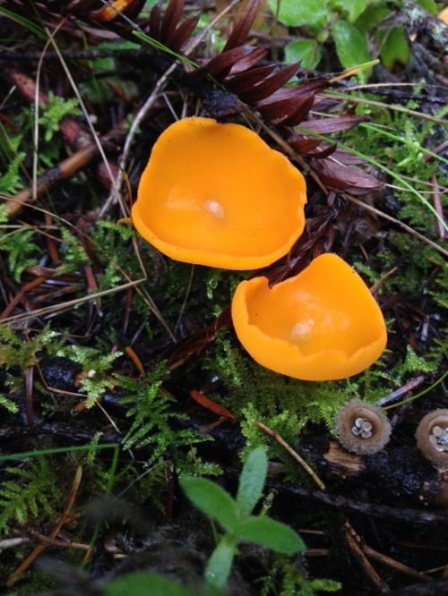 bio-child: Birds Nest and Orange Peel Fungi