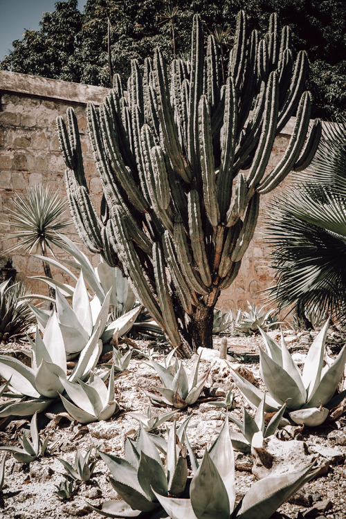 Cactus, Oaxaca 2018