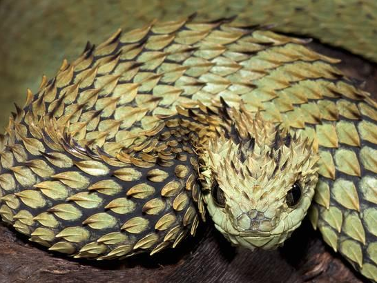 SSSSeriously SSScaly Bro: The Hairy Bush Viper