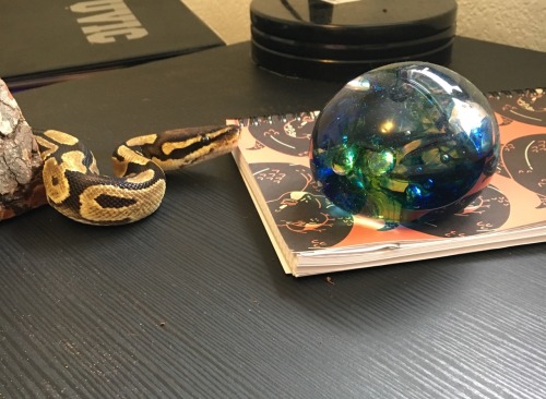 dlsciplekinsmate: I had Henry out for a few minutes since I haven’t seen him much since before