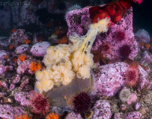 Marine ecosystems recycle everything and leave nothing to waste, including this Lion’s Mane Jellyfis