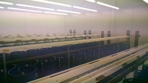 The aquaculture facility at Hólar.  A source of funding for the university, these Arctic Charr are g