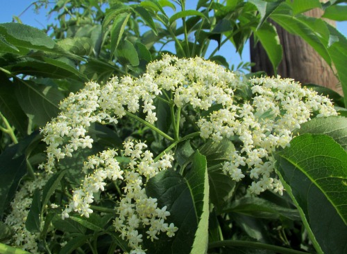 The glorious elderflower, beloved by many, not just for liqueurs but for medicine and magic. Nice to