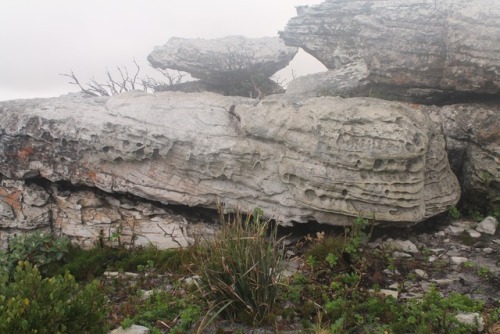 mossy-rox:Pitted limestone structures near Cape Point, South Africa. The pitting is a result of eros