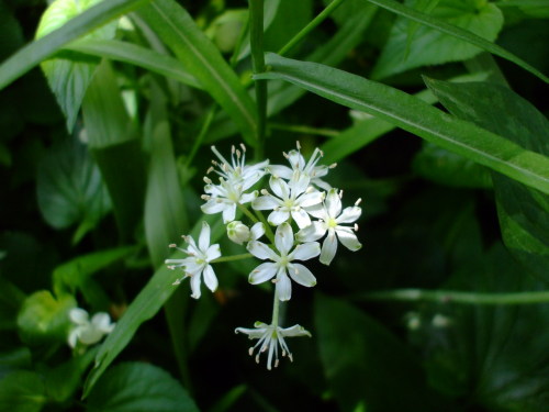 Clintonia umbellulataWant wildflower seeds? Ask us for a catalog!