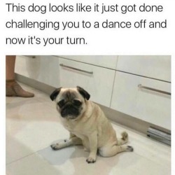 bestdogmemes:  Challenge accepted