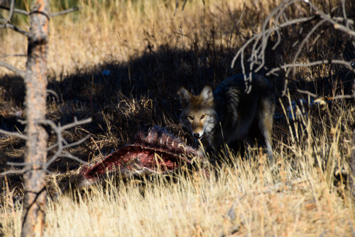 A bunch of the coyote from the other day