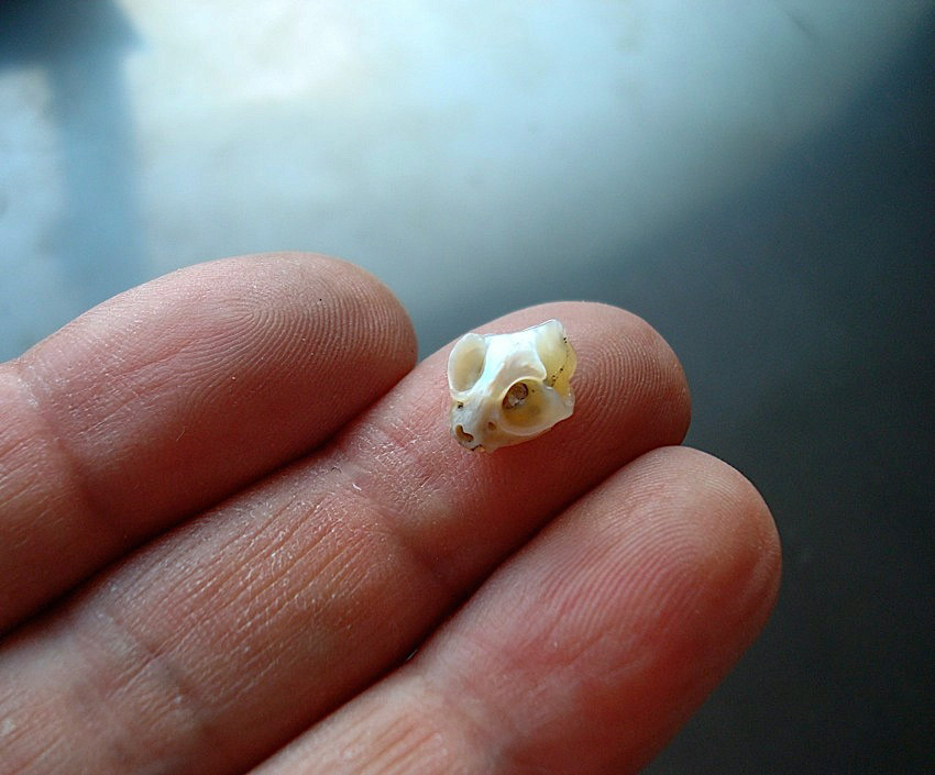 culturenlifestyle:  Japanese Artist Carves Stunning Skull Sculptures and Miniature Jewelry From Pearls