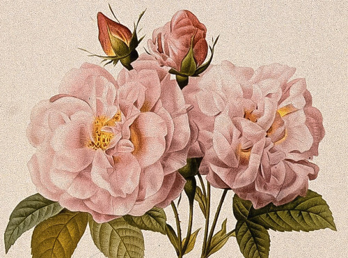 florealegiardini:Rosa damascena “Italica” (detail), c.1824. Pierre-Joseph Redouté