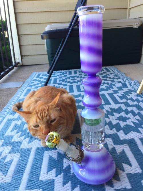 stonerparty:  meowmoksha:  Simba checking out the new bong 4/30/16   johnisinareyouin    