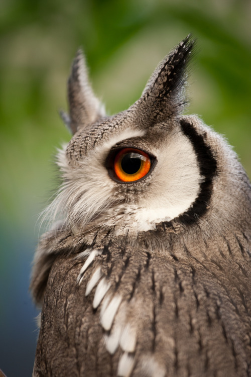 Porn photo owlsday:  White Faced Owl