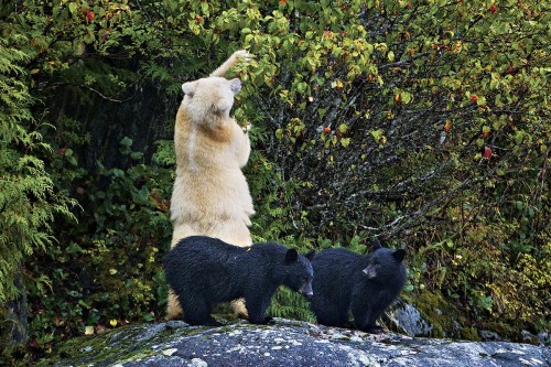 darkedesirekitten:vmagazine:The Kermode Bear also known as a “Spirit Bear” (particularly to the Nati