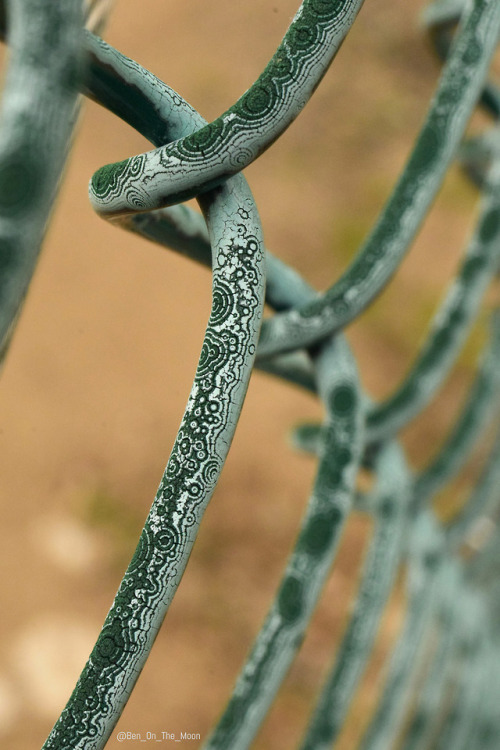 itscolossal:Unique Weathering Pattern Creates Fascinating Geometric Ripples on a Chain Link Fence