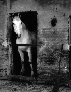  Paul Strand: White Horse, Luzzara, Italy,