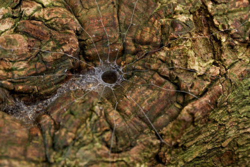 bananapeppers:Spider burrow with trip lines by Paul