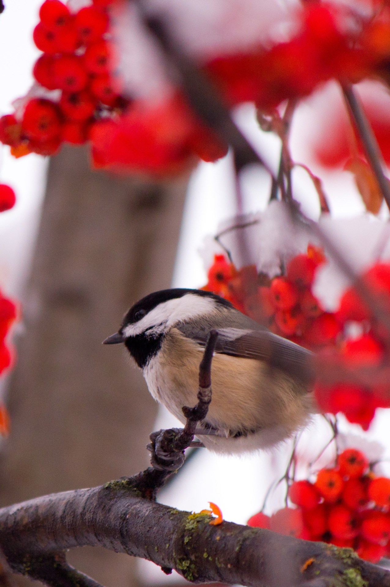 alseide-fiore:  Winter Colors 
