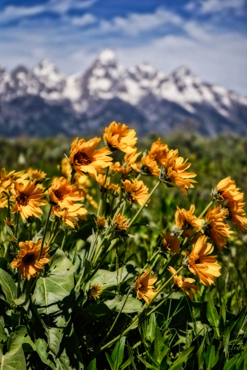 Flowers of Autumn These are Arrowleaf Balsamroot, reaching to the sun in an Autumn sky. =]:)