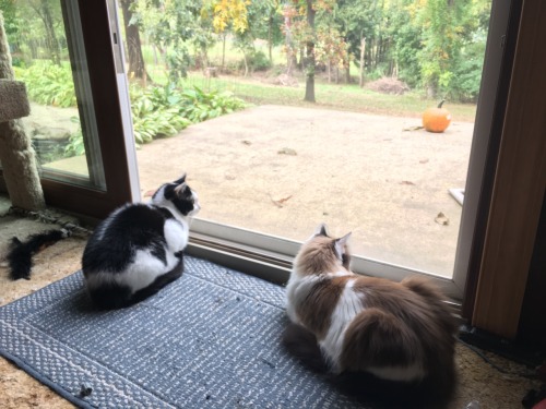 Misha and Ellie enjoying one of the last remaining days with the door open. Featuring my uncarved pu