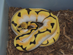fuckyeahballpythons:  So Ozzy Boids posted a picture of this absolutely blinding Super Orange Dream Spiderbelly today. I want to just hold it against my face for a while even though I am certain that I’d get radiation poisoning if I did.