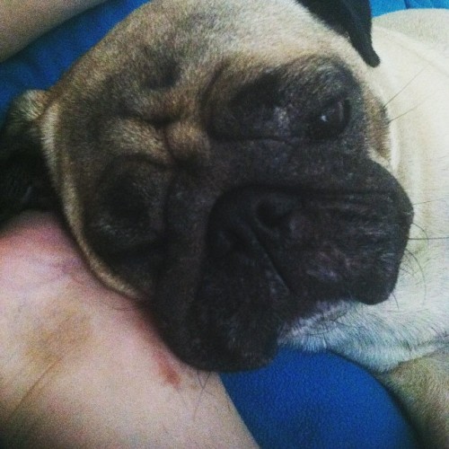 Alway there to take care of my hurt leg. #pug #puglove
