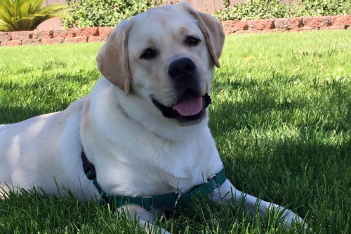 artisticsasquatch: So my dog, Carson, was just diagnosed with Stage 3 Lymphoma.  He’s onl