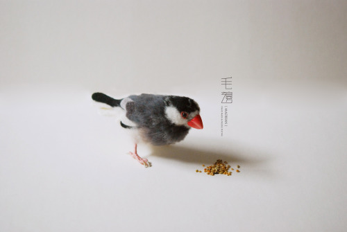 ▋Java Sparrow ( custom-made )Sculpture approximately 5 x 12 x 9 cm Claws are movable, so you can pos