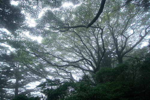 20101129 YAKUSHIMA Trekking (63) by timetrip photograph on Flickr.