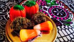 shelovesplants:  Halloween candy and weed 💨🎃💨🎃💨🎃  my favorites 🙏🏻🎃🙏🏻🎃