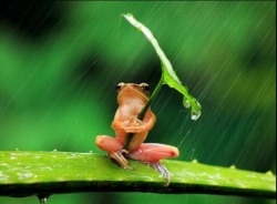 pierremcquire:  According to the photographer, Penkdix Palme, the frog actually remained like this for 30 minutes.   Look at his face. He’s just like “the shit I have to put up with. I’m so done.”