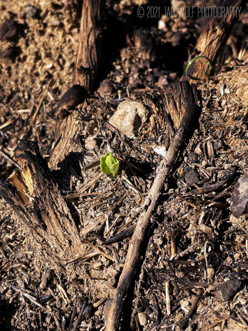 Rebirth from AshesNew shoots of life in the Towsley Fire burn scar.Towsley CanyonNewhall, California