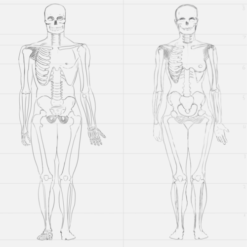 Human Structure