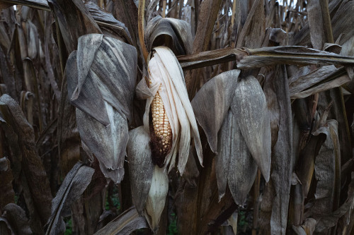 nevver:Children of the Corn, Rebecca Norris Webb