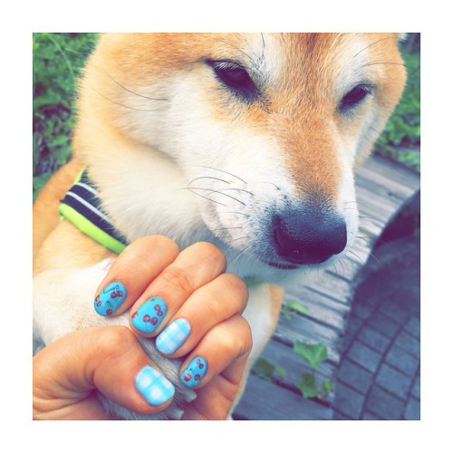 unihalo:  Cherry!!! #newnail#cherry#nails#shiba#shibe#shibainu#shibainuuni#shibalovers#shibaoftheday#shibastagram#instashiba#lovepets#lovedogs#loveshiba#dog#doge#doglovers#uni#unistagram#dogstagram#instagood#love#tokyo#japan#happyface#柴犬#柴犬うに
