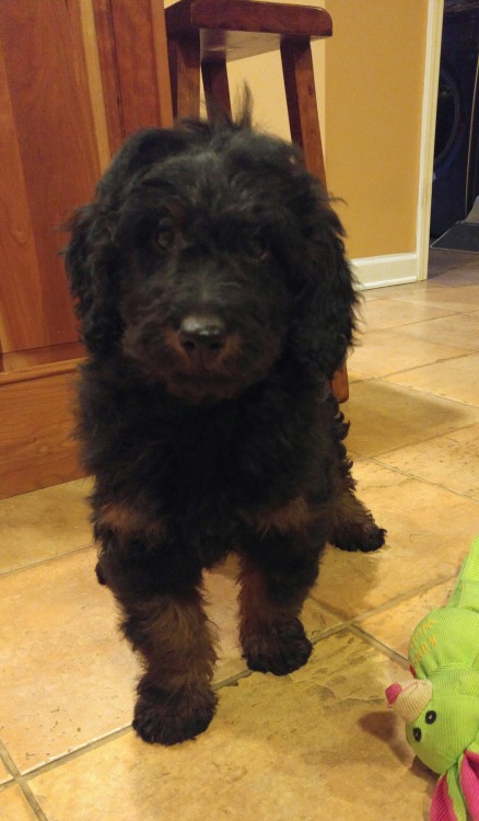 lesbianlaurellance: speaking of dogs look at my new puppy i haven’t even met her yet and i luv