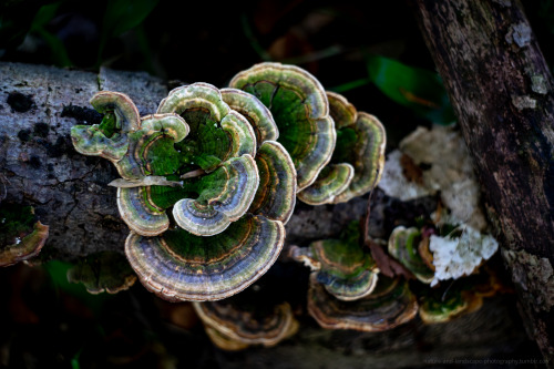 These colors… Trametes versicolor