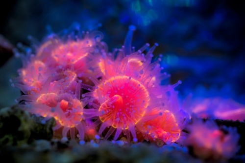 montereybayaquarium:A smattering of spooky strawberry anemones sit in splendor on the seafloor, spec
