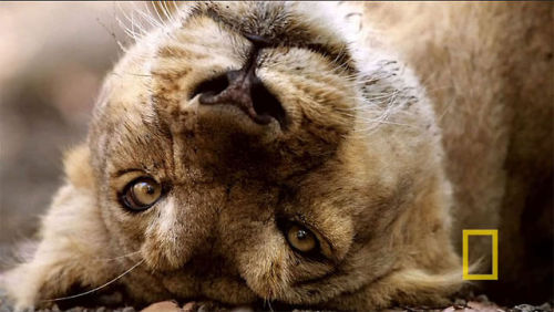 novitae:  cupcakeemily34:  badveganwolf:   imran-suleiman:  Photographer Mattias Klum from National Geographic gets close and personal with a lion.  “and all of a sudden you feel very small” damn right   IT JUST WANTS TO BE LOVED AND SAVED  please,