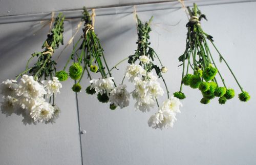 Drying flowers to have a little spring through the winter.
