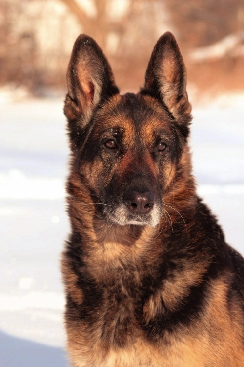 rebelboof:The silver badge worn on the face from years of love and loyalty earned.