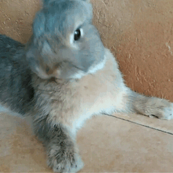 bony-the-bunny:  Always clean and prepared