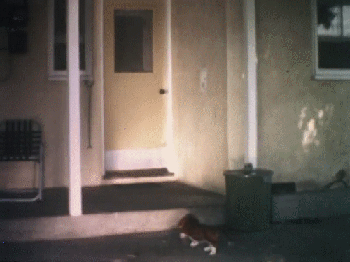 From An Educational Film About Puppies, 1960s