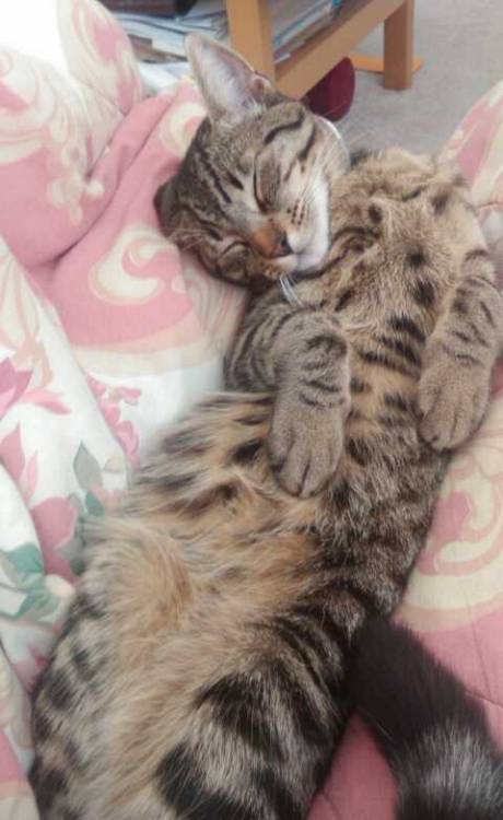 softfemmeremus:  flidais + snapchat  for more cat: add neutrinoo on snapchat 