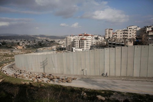 A young Palestinian shepherd leads his flock around Israel’s controversial separation barrier 