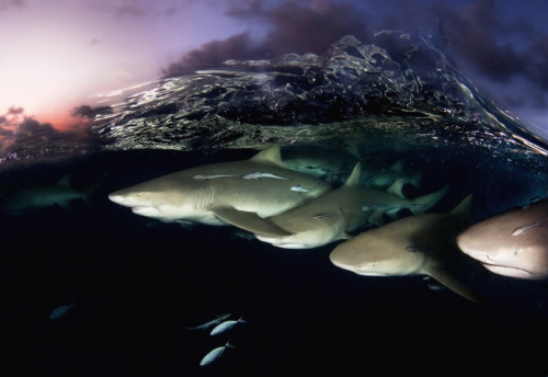 Porn Pics nubbsgalore:  lemon sharks photographed by