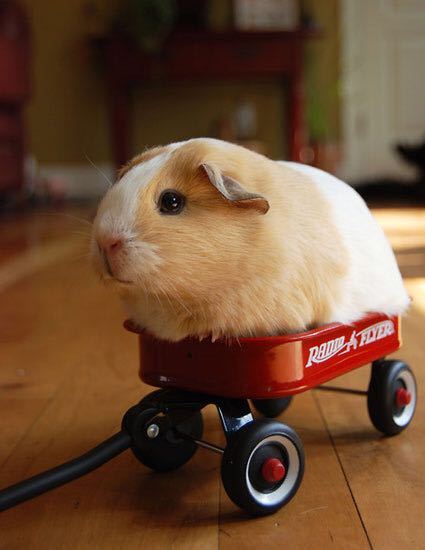 cuteanimalspics:  If I fits I sits! (Source: http://ift.tt/1IUGSIA)      (via TumbleOn)