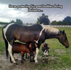 leagueofuselessness:  babygoatsandfriends:  lolshtus:  Good Guy Horse  Aw  &lt;3